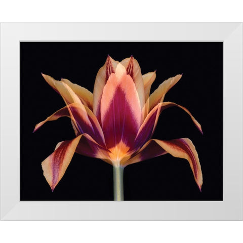 Red Tulip White Modern Wood Framed Art Print by Delimont, Danita