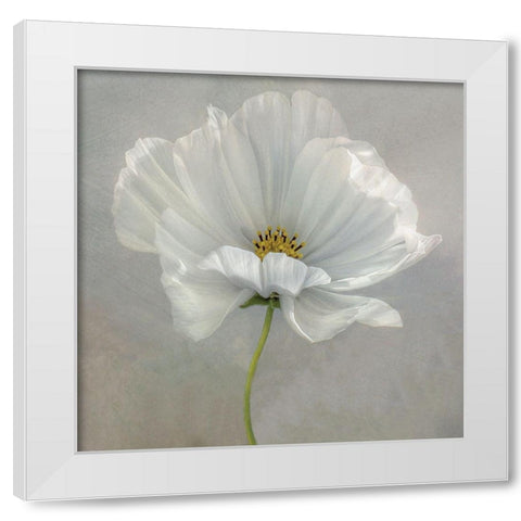 Daisy Detail White Modern Wood Framed Art Print by Disher, Mandy