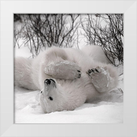 Hudson Bay White Modern Wood Framed Art Print by Delimont, Danita