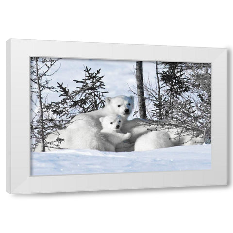 Winter Cubs White Modern Wood Framed Art Print by Delimont, Danita