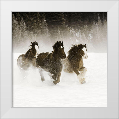 Winter Roundup II White Modern Wood Framed Art Print by Delimont, Danita