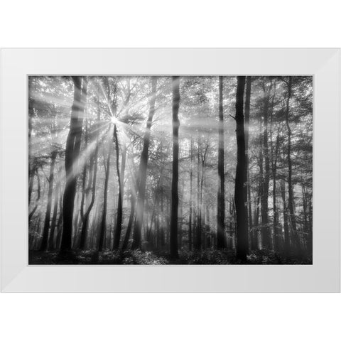 Breaking Through White Modern Wood Framed Art Print by Weisz, Irene