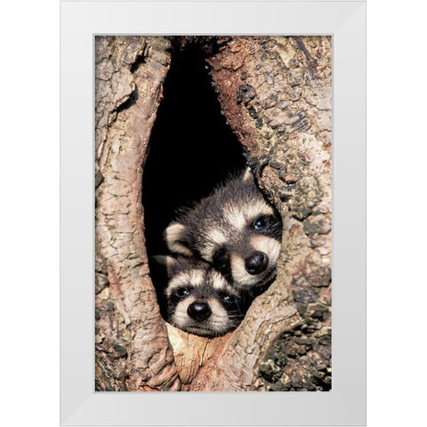 Peeking Out White Modern Wood Framed Art Print by Jones, Adam