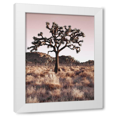 Joshua Tree White Modern Wood Framed Art Print by Delimont, Danita