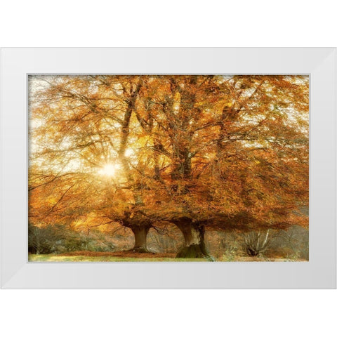 Couple of Beeches White Modern Wood Framed Art Print by Van de Goor, Lars