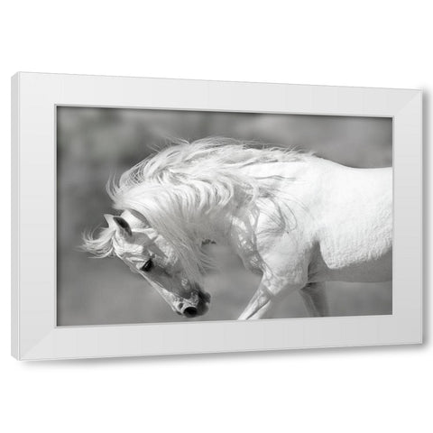 White Stallion White Modern Wood Framed Art Print by Klopfer, Lee