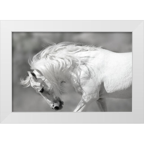 White Stallion White Modern Wood Framed Art Print by Klopfer, Lee
