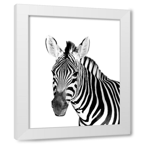 Safari Zebra White Modern Wood Framed Art Print by Westmoreland, Robin