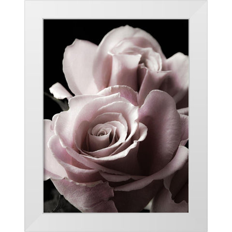 Rose Noir II White Modern Wood Framed Art Print by Miller, Anna