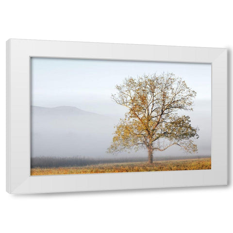 Cades Cove White Modern Wood Framed Art Print by Collins, Ann