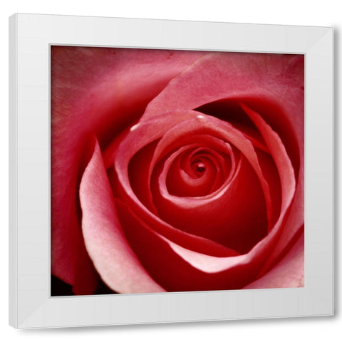 Wild Rose White Modern Wood Framed Art Print by Wild, JandJ