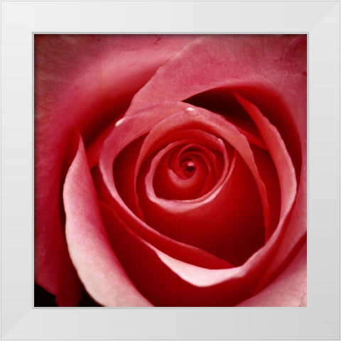 Wild Rose White Modern Wood Framed Art Print by Wild, JandJ