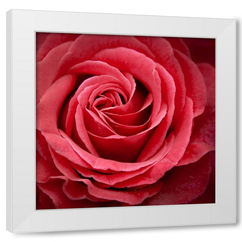 Palais Rose White Modern Wood Framed Art Print by Wild, JandJ