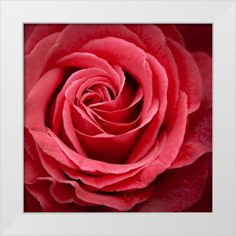 Palais Rose White Modern Wood Framed Art Print by Wild, JandJ
