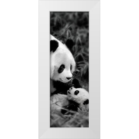 Panda Play White Modern Wood Framed Art Print by Su, Keren