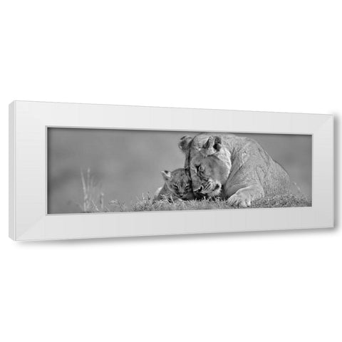 Lioness Love White Modern Wood Framed Art Print by Jones, Adam