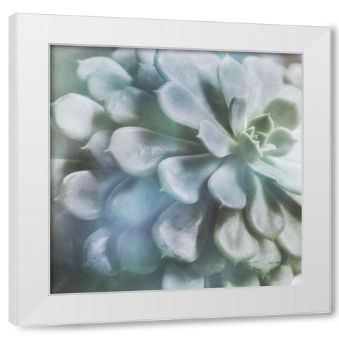 Soft Succulent I White Modern Wood Framed Art Print by Weisz, Irene