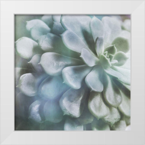 Soft Succulent I White Modern Wood Framed Art Print by Weisz, Irene