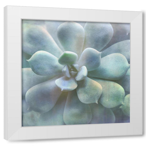 Soft Succulent II White Modern Wood Framed Art Print by Weisz, Irene