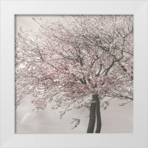 Blush in the Wind II White Modern Wood Framed Art Print by Weisz, Irene