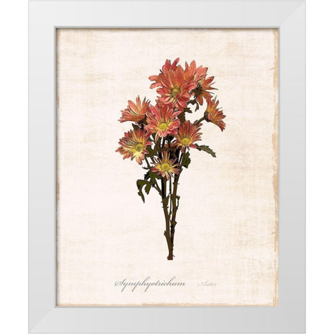 Sketchbook Aster White Modern Wood Framed Art Print by Carpentieri, Natalie