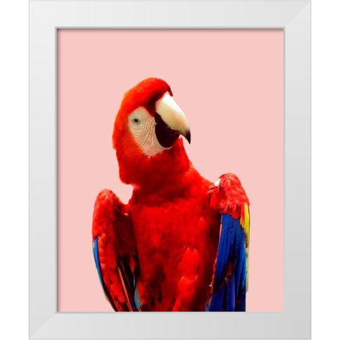 Honduras Wildlife White Modern Wood Framed Art Print by Carpentieri, Natalie