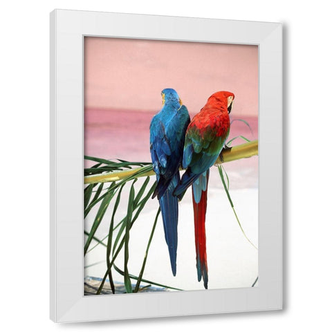 Palm Parrots White Modern Wood Framed Art Print by Sunstar, Elena