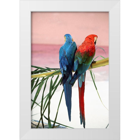Palm Parrots White Modern Wood Framed Art Print by Sunstar, Elena