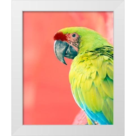 Green Macaw White Modern Wood Framed Art Print by Foster, Kent