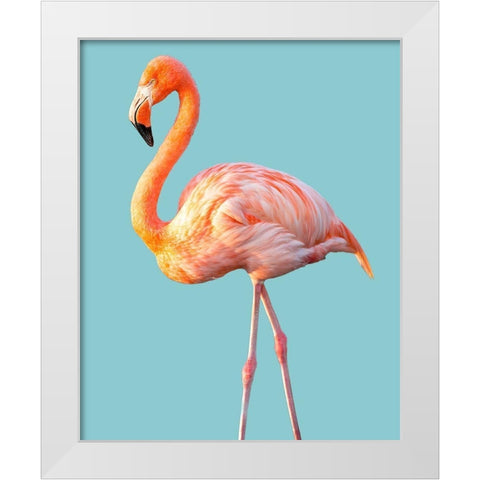 Flamingo White Modern Wood Framed Art Print by Jannsen, Brian