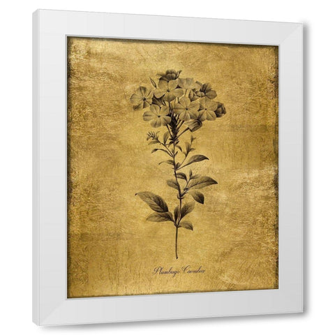 Gold Sketch Botanical II White Modern Wood Framed Art Print by Donovan, Kelly