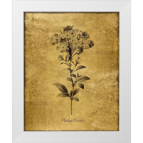 Gold Sketch Botanical II White Modern Wood Framed Art Print by Donovan, Kelly