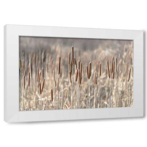 Summer Tails White Modern Wood Framed Art Print by Freedman, Matt
