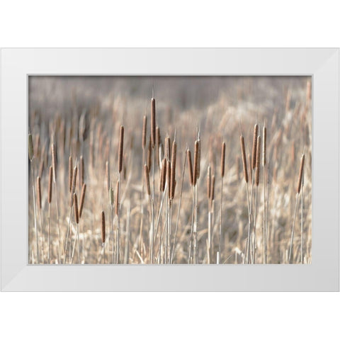 Summer Tails White Modern Wood Framed Art Print by Freedman, Matt