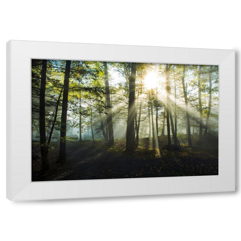 Light and Trees White Modern Wood Framed Art Print by Foulke, Doug