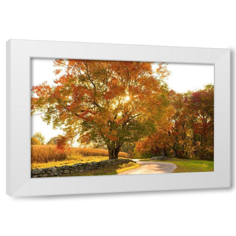 Maple Tree Drive White Modern Wood Framed Art Print by Foulke, Doug
