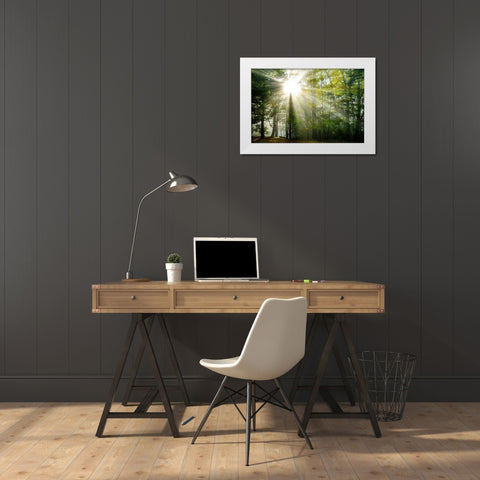 Light and Trees II White Modern Wood Framed Art Print by Foulke, Doug