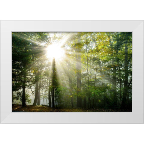 Light and Trees II White Modern Wood Framed Art Print by Foulke, Doug