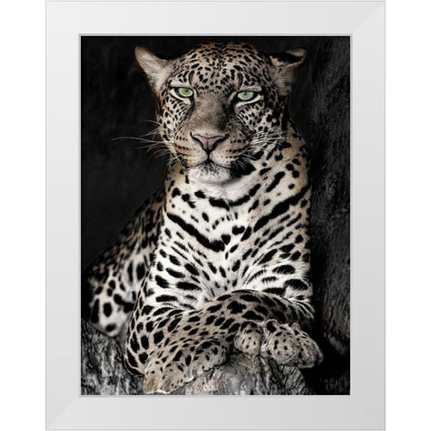 African Leopard White Modern Wood Framed Art Print by Jaynes, William D.