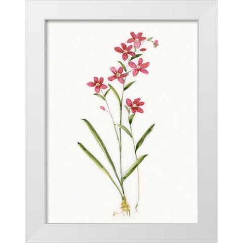 Delicate Pink I White Modern Wood Framed Art Print by Swatland, Sally