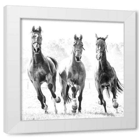 Running Herd White Modern Wood Framed Art Print by Van de Goor, Lars