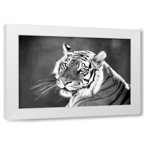 Jungle Cat White Modern Wood Framed Art Print by Jaynes, William D.