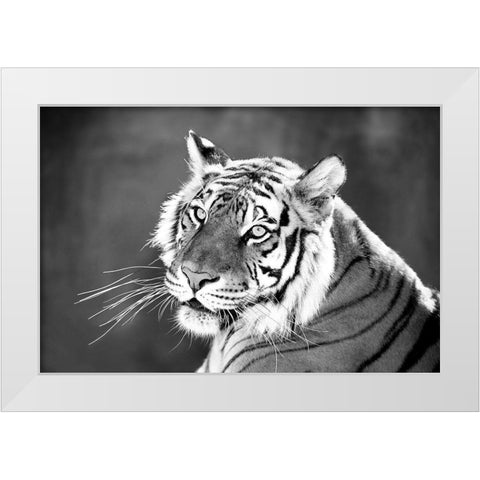 Jungle Cat White Modern Wood Framed Art Print by Jaynes, William D.