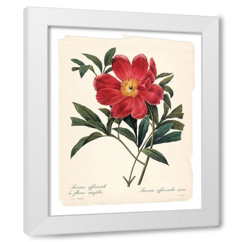 Red Botanical IV White Modern Wood Framed Art Print by Robinson, Carol