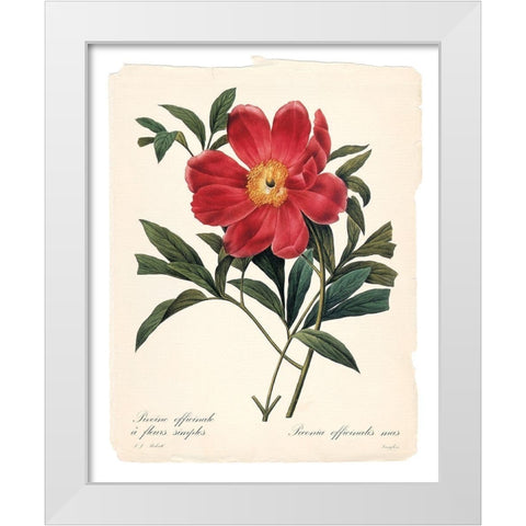 Red Botanical IV White Modern Wood Framed Art Print by Robinson, Carol