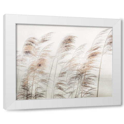 Delicate Pampas White Modern Wood Framed Art Print by Weisz, Irene