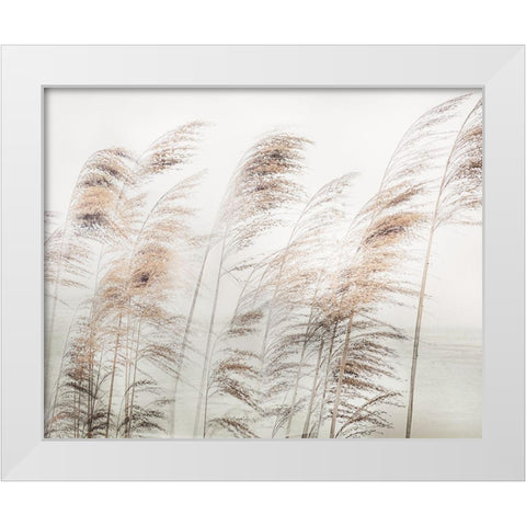Delicate Pampas White Modern Wood Framed Art Print by Weisz, Irene