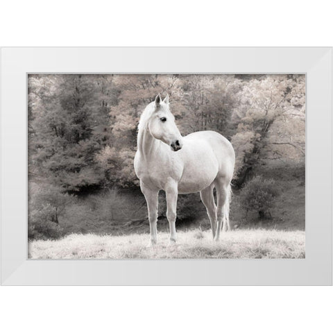 White Mare White Modern Wood Framed Art Print by Jannsen, Brian