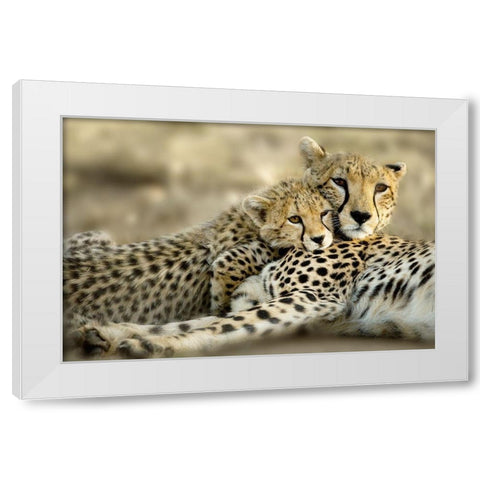 Kenya Cub White Modern Wood Framed Art Print by Delimont, Danita