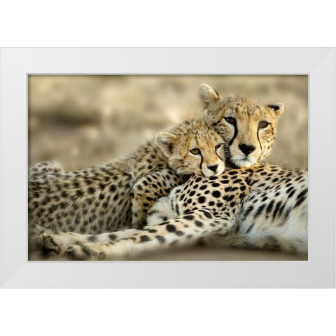 Kenya Cub White Modern Wood Framed Art Print by Delimont, Danita